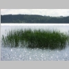 073_Alte_Rhese_Tollensesee.JPG